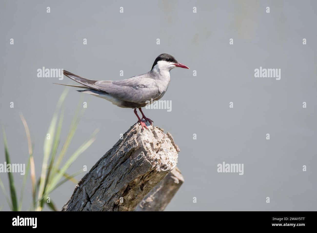 Seeschwalbe, Sterna hirundo, Erwachsener auf einem Ast, Ebro Delta, Katalonien, Spanien Stockfoto