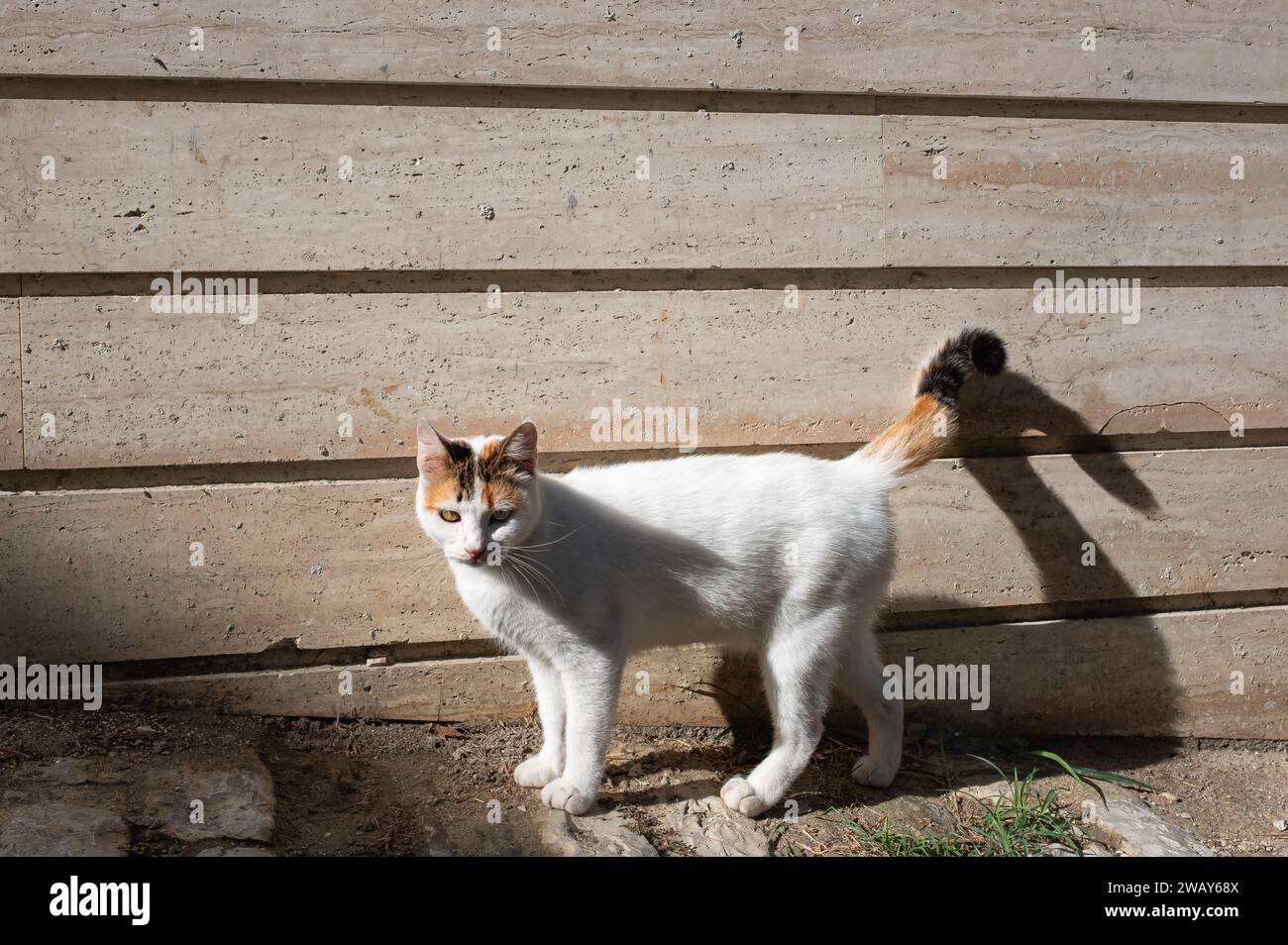 Süße weiße Katze auf der Straße. Katze, die auf der Straße läuft, mit hölzernem Hintergrund, Straßenfoto. Pelzige Freunde, Katze draußen Stockfoto