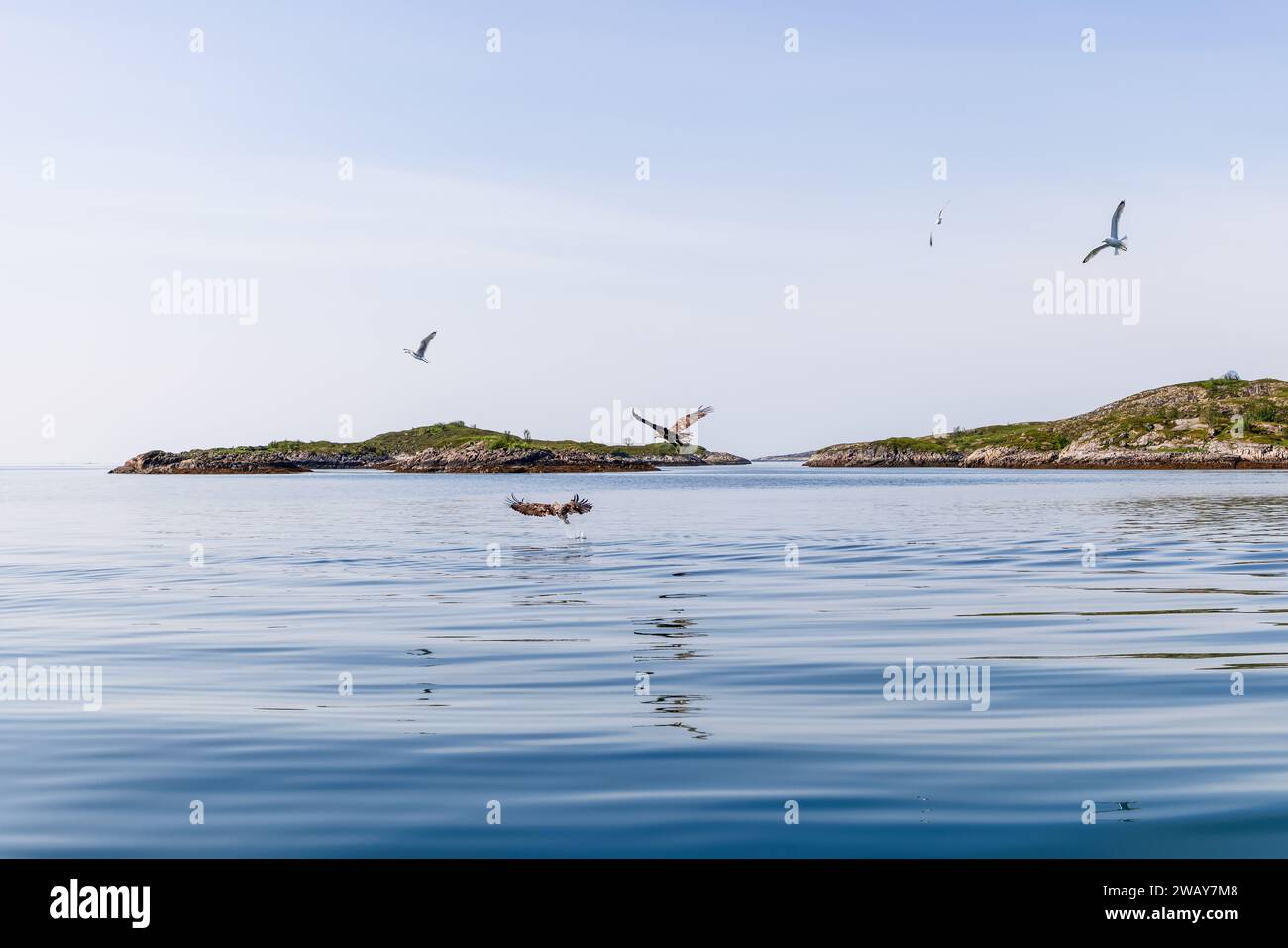 Die ruhige norwegische Meereslandschaft ist lebendig mit dem Spektakel der Seeadler Jagd, begleitet von Möwen unter klarem Himmel Stockfoto