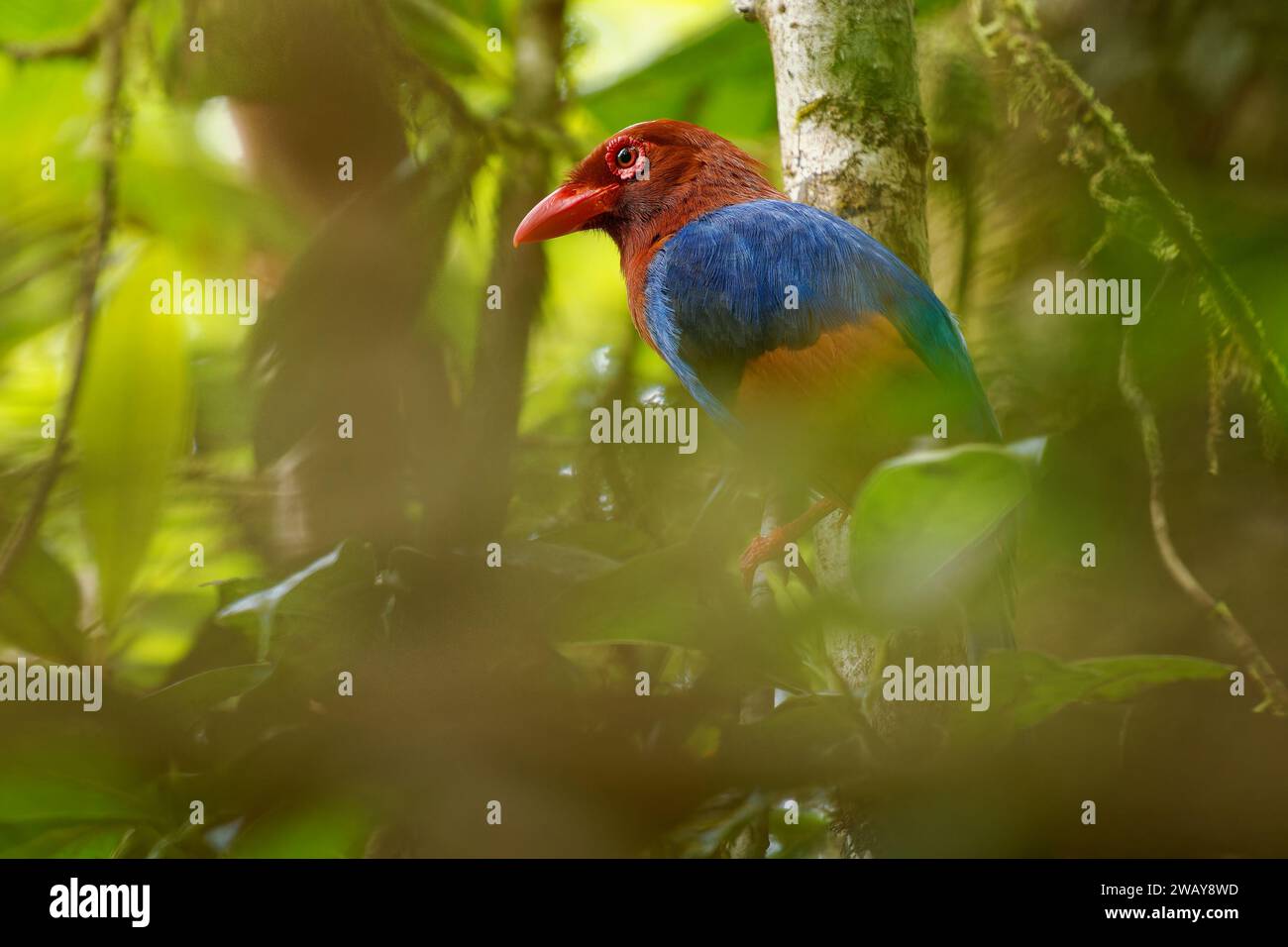 Sri Lanka oder Ceylon Blue-Magpie - Urocissa ornata farbenfroher Vogel Corvidae in Sri Lanka, auf der Jagd im dichten Baldachin, blau, rot, farbenfrohe Magpi Stockfoto