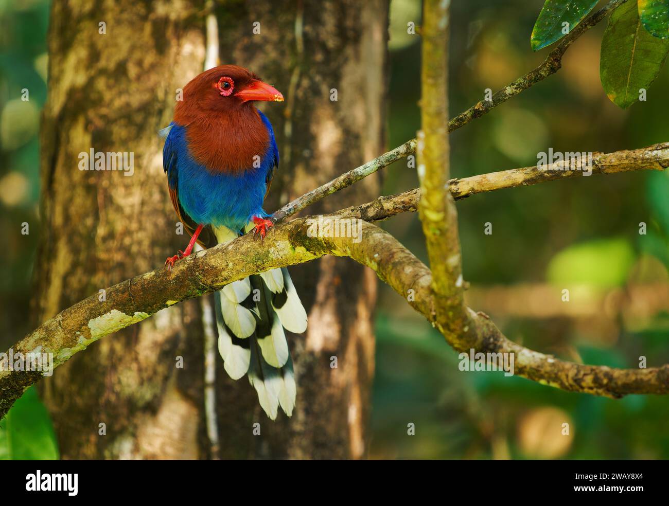 Sri Lanka oder Ceylon Blue-Magpie - Urocissa ornata farbenfroher Vogel Corvidae in Sri Lanka, auf der Jagd im dichten Baldachin, blau, rot, farbenfrohe Magpi Stockfoto