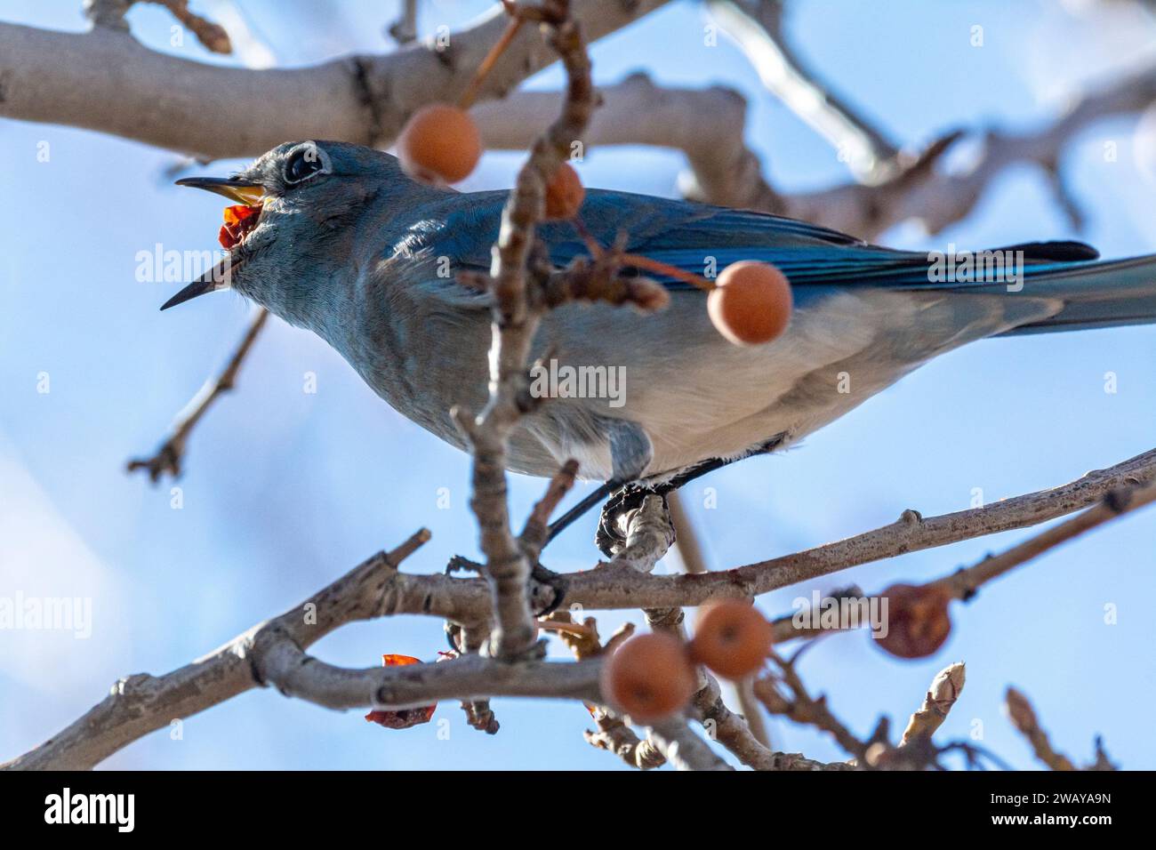 Ein männlicher Gebirgsblauvogel (Sialia currucoides) ernährt sich im Winter von Beeren. Stockfoto