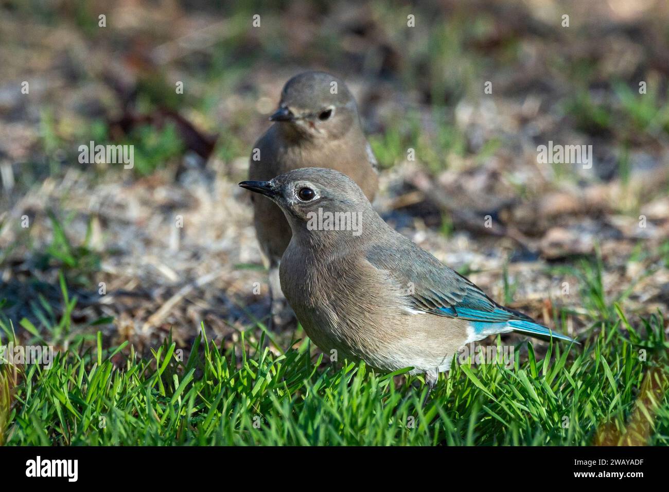 Zwei Bergvögel (Sialia currucoides) auf dem Gras. Stockfoto