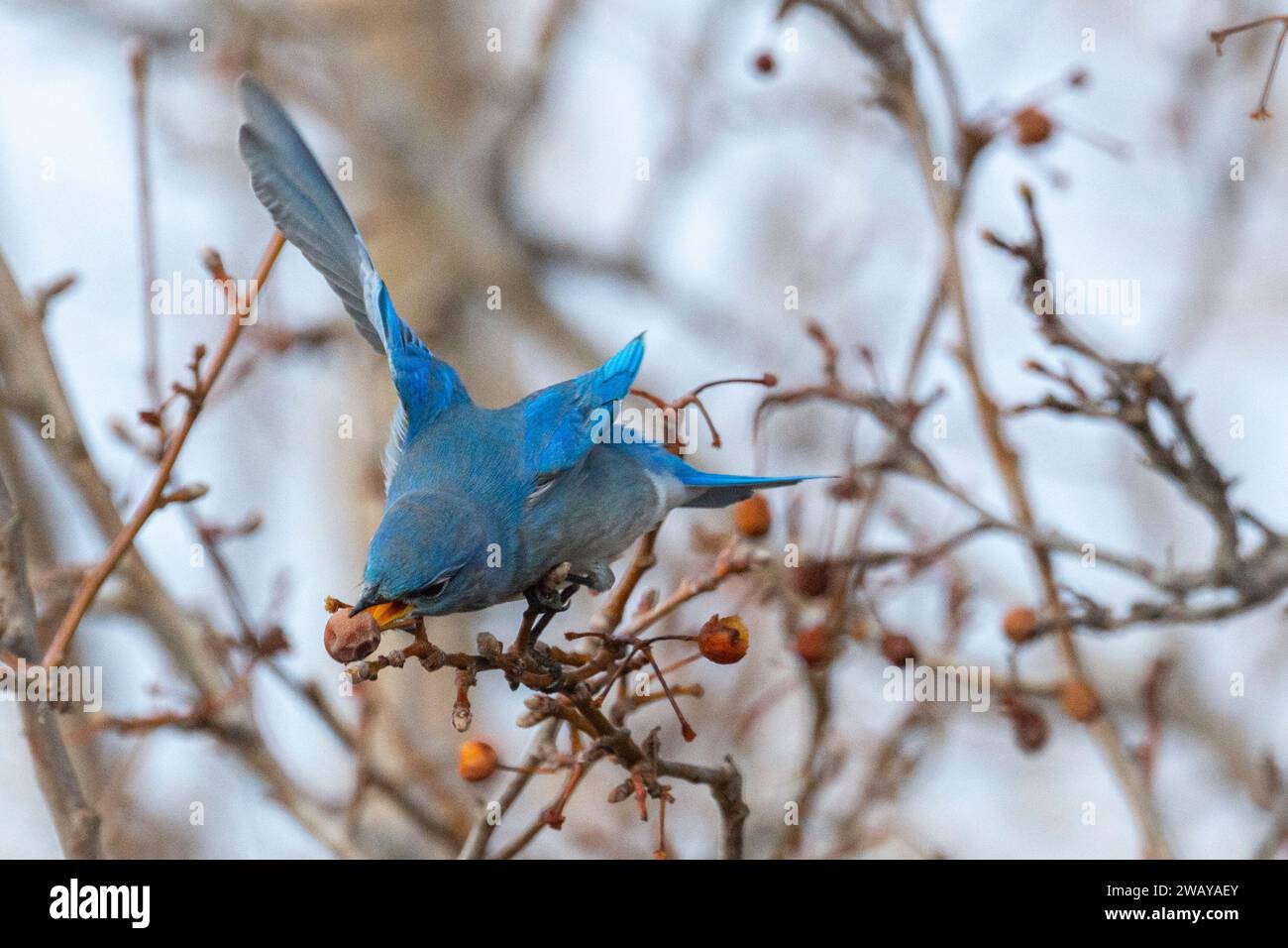 Ein männlicher Gebirgsblauvogel (Sialia currucoides) ernährt sich im Winter von Beeren. Stockfoto