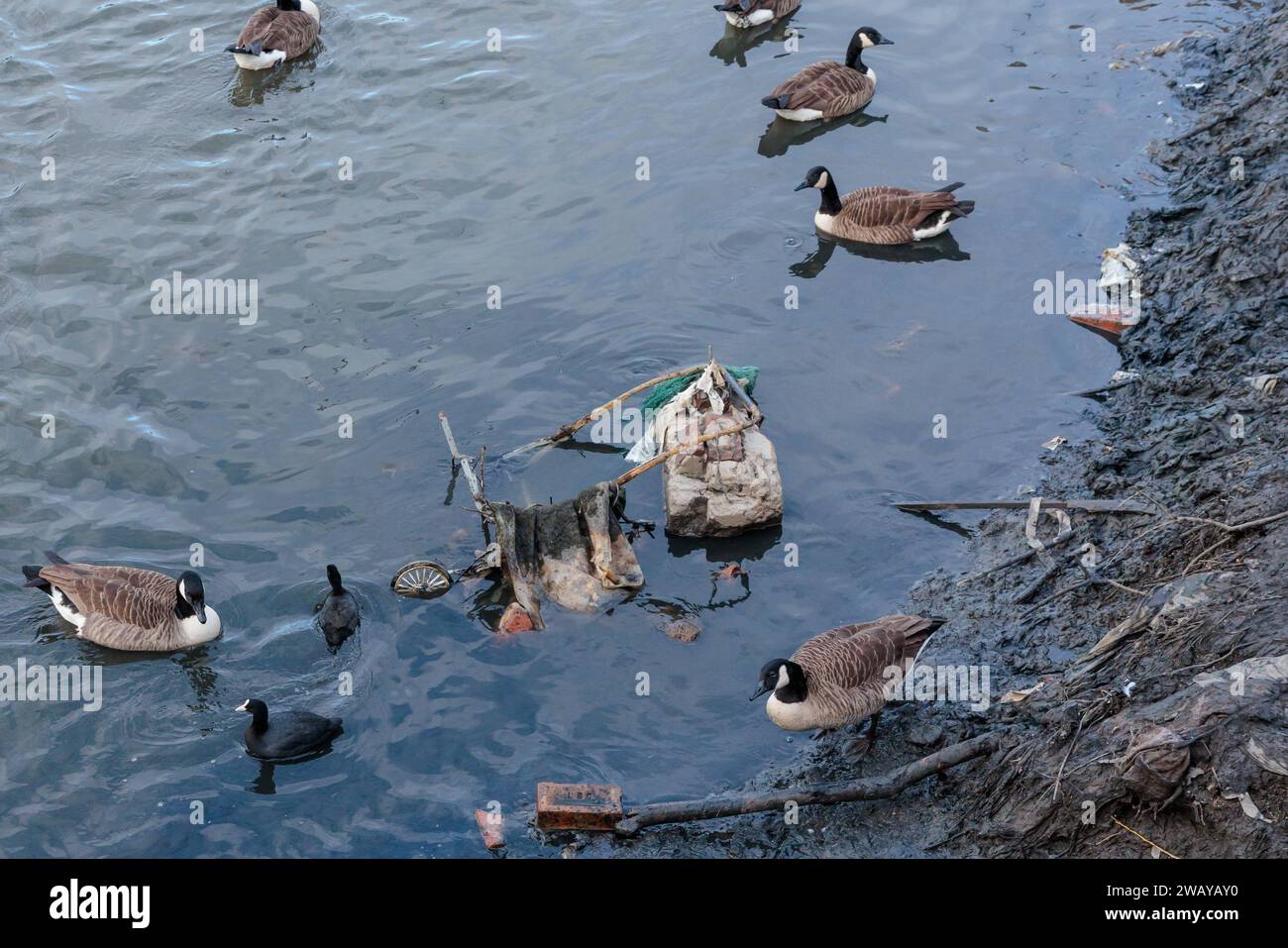 Das Brent Reservoir, die Welsh Harp, A Site of Special Scientific Interest (SSSI), wurde für ein fünfmonatiges Programm für wichtige Winterwartungsarbeiten entleert. Stockfoto