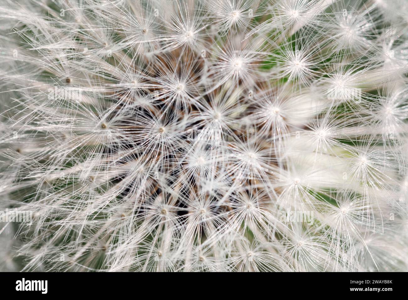 Löwenzahn. Löwenzahn Flaum. Löwenzahn ruhige abstrakte Closeup Kunst Hintergrund. Stockfoto