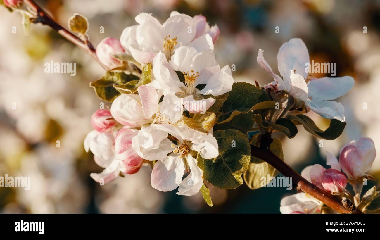 Ein braunes Foto von der Frühlingsblüte eines Apfelbaums. Stockfoto