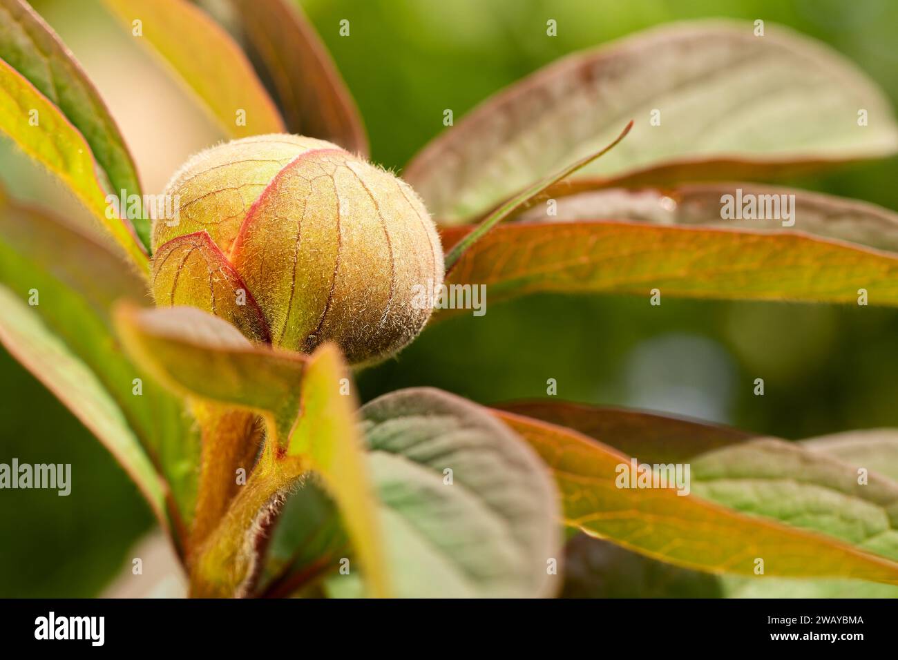 Frühfrühling ungeöffnete Pfingstrosenknospe. Boerenpioen Blüten sind eine blühende Pflanzenart aus der Familie der Paeoniaceae Stockfoto