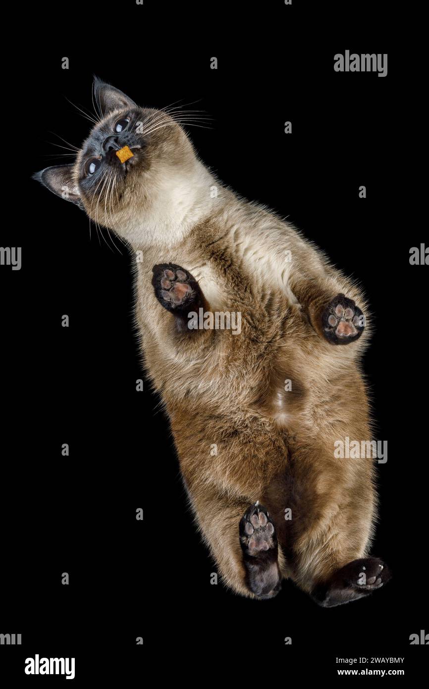 Siamesische braune Katze auf dem Glastisch mit Blick von unten, Essensgerichte. Schwarzer isolierter Hintergrund. Stockfoto