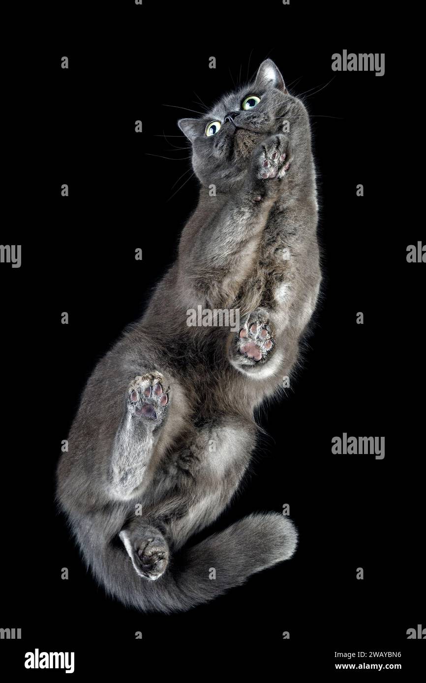 Graue flauschige Katze, Unteransicht auf schwarzem Glastisch mit Kopierraum. Moody Porträt einer süßen, älteren, silbernen Tabby-Katze, die in die Kamera blickt, schwarzer Rücken Stockfoto