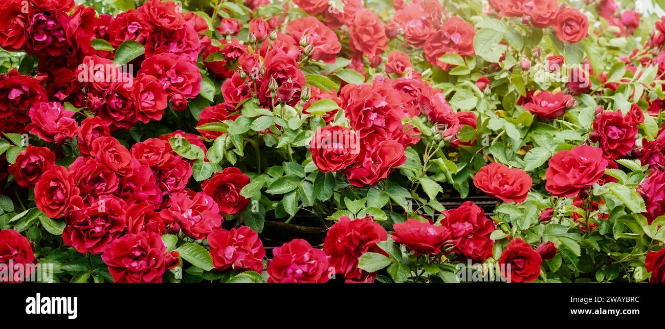 Krautige Grenze von hellen roten Rosen in einem Landhausgarten in Litauen. Stockfoto