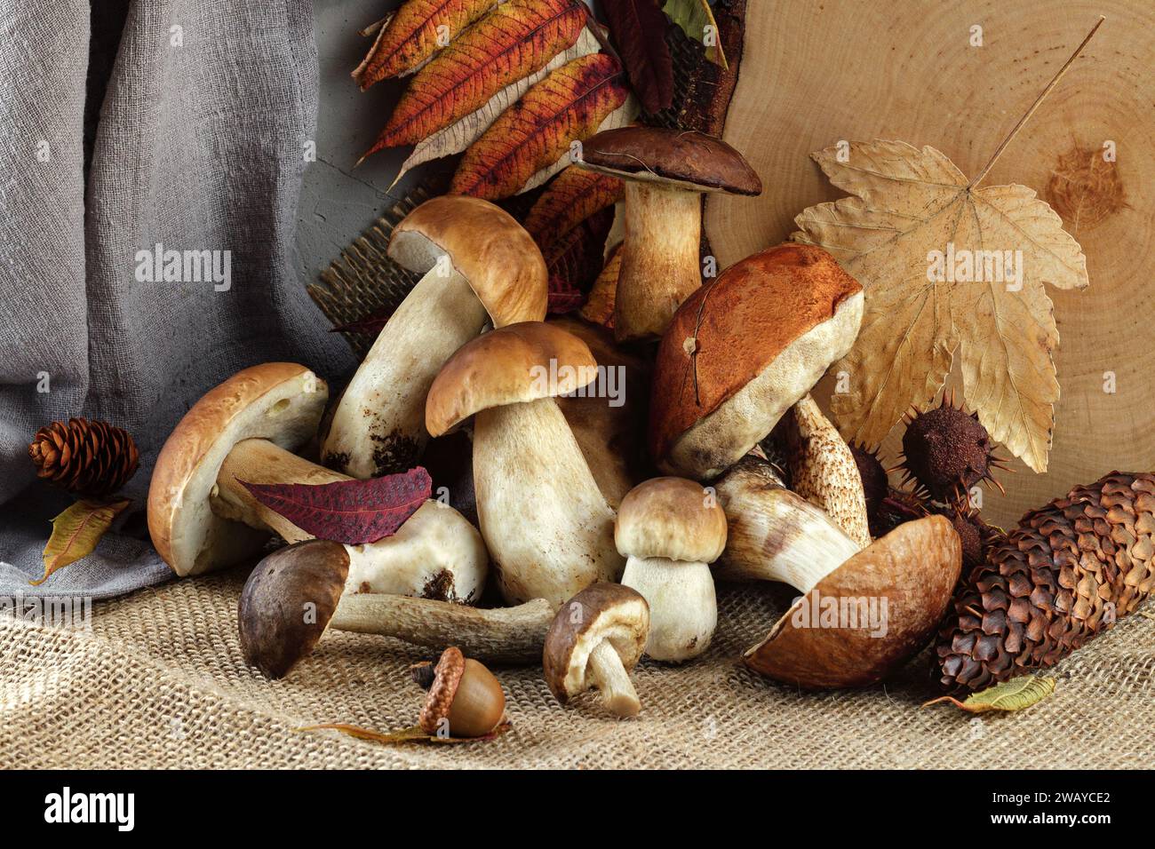 Boletuspilze und verschiedene herbstliche Waldgerichte auf rustikalem Tuch. Ein Stillleben mit Pilzen. Horizontales Foto. Stockfoto