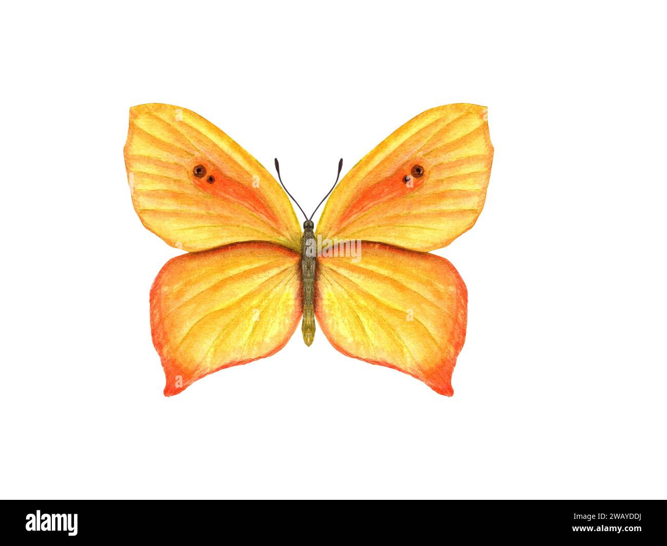 Flatternder gelb-orange Schmetterling. Schmetterlinge, tropische Insekten. Aquarellabbildung. Für Textilien, Hochzeitseinladungen, Bannerdesign Stockfoto