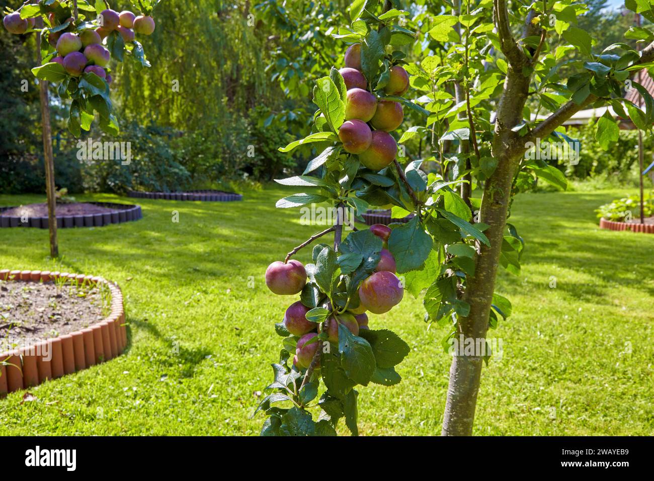 Zweig der fruchtbaren Pflaume auf Sommerhintergrund Stockfoto