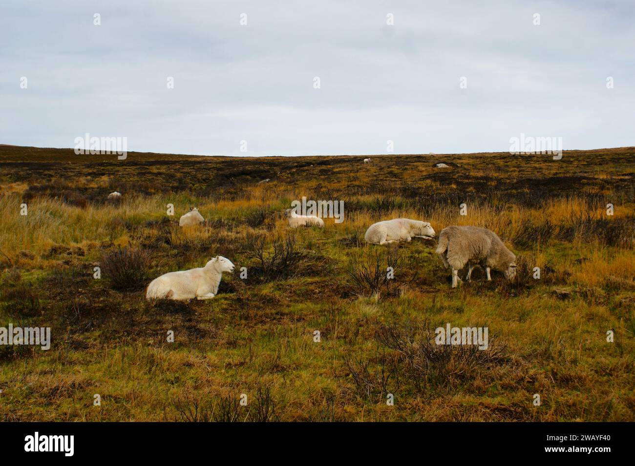 Berglandschaft mit Schafen in Irland. Herbst. Stockfoto