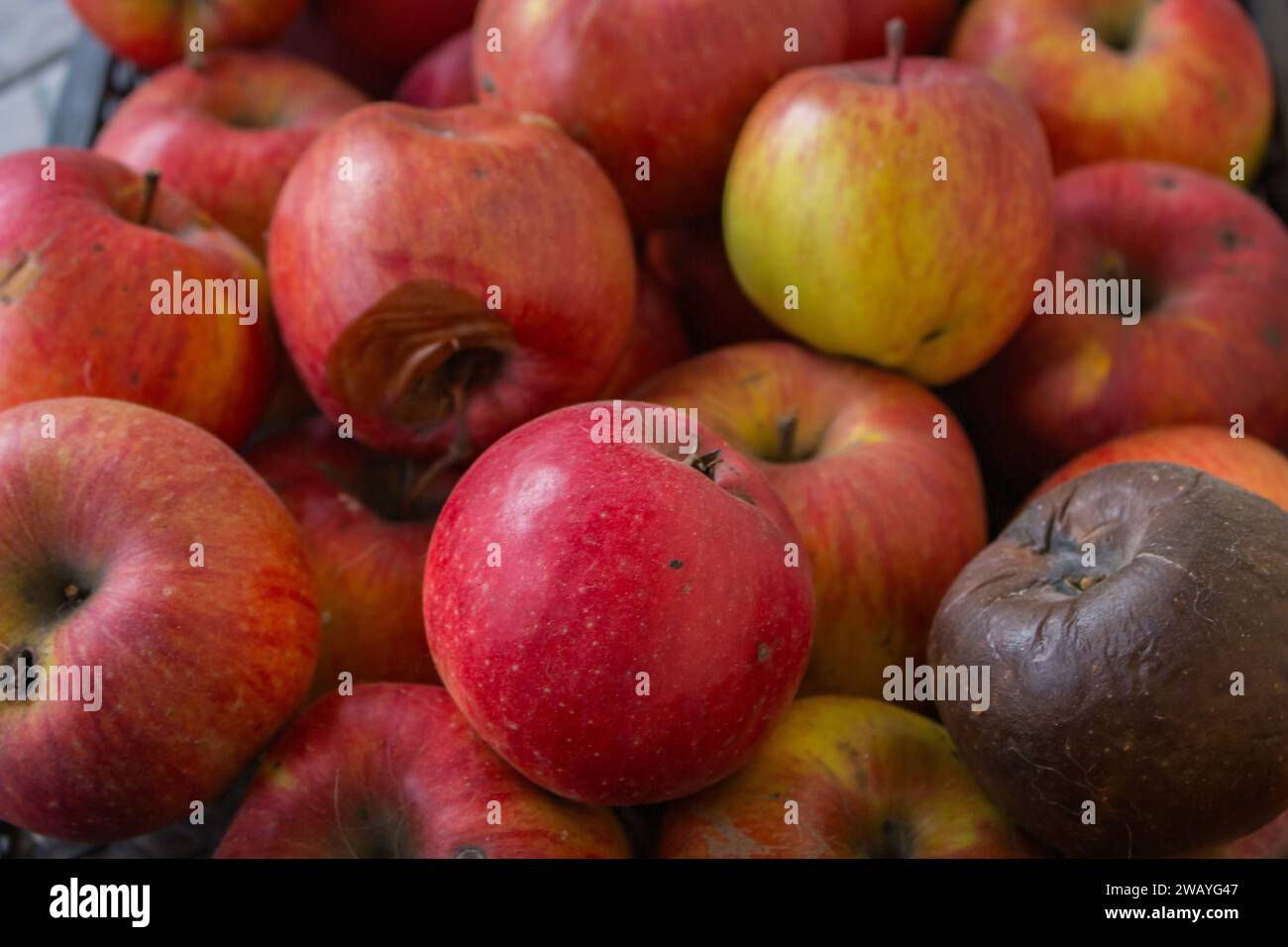 Rote frische und verfaulte Äpfel Hintergrund. Rote reife Apfelfrüchte auf dem Markt. Winterernte. Süße saftige Früchte. Gartenernte. Schlecht und gut. Stockfoto