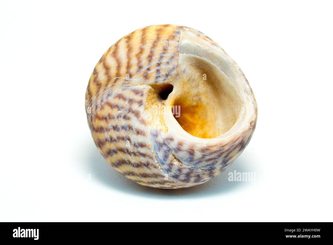 Nahaufnahme der Unterseite einer kleinen Schale aus der Umbonium-Familie der Meeresschnecken, genannt Knopfspitzen, isoliert auf weißem Hintergrund. Stockfoto