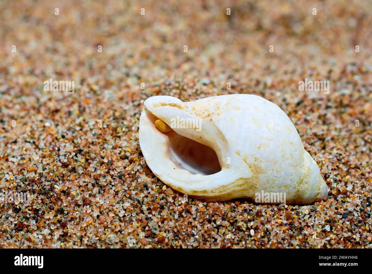 Nahaufnahme einer weißen Dog Whelk Shell (Nucella Lapillus), die auf einem Haufen feinkörnigem Sand liegt. Stockfoto