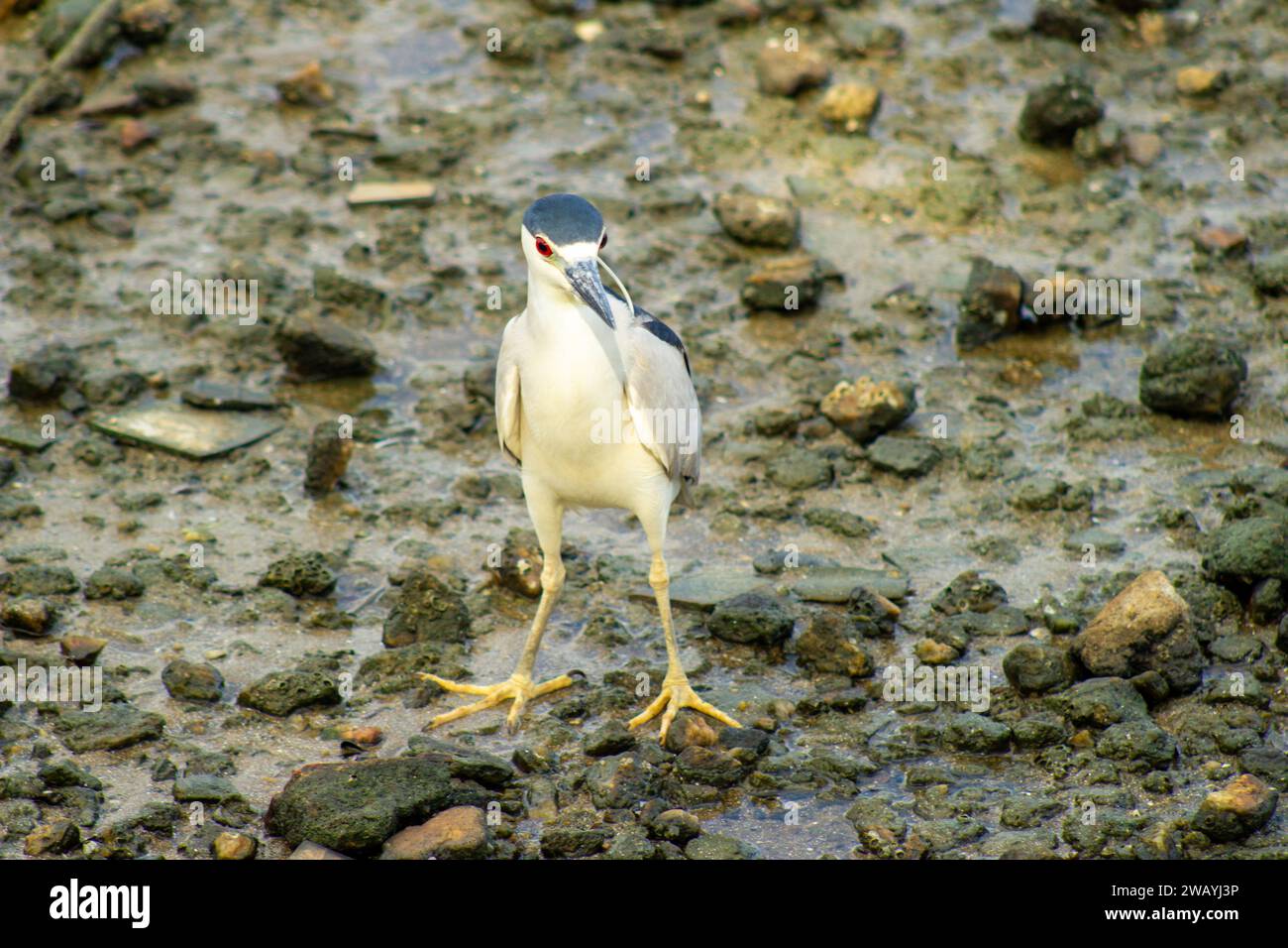 Socó Dorminhoco 2 Stockfoto