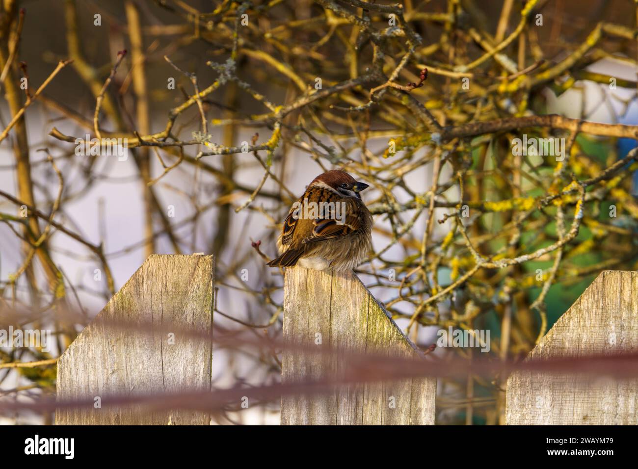 Passer montanus Familie Passeridae Gattung Passer Eurasischer Baumspatzen Deutscher Spatzen Stockfoto