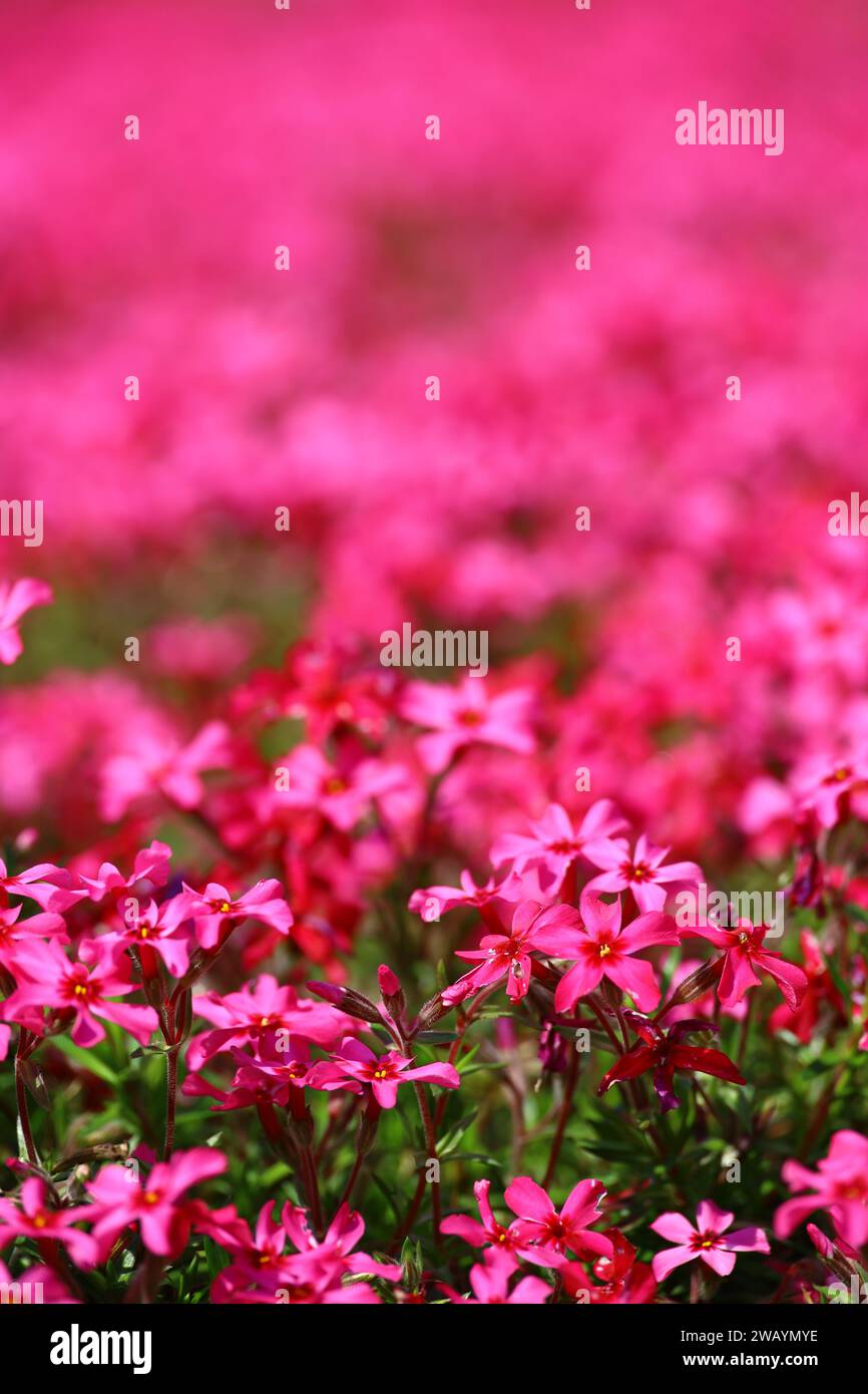 Ein Nahaufnahme-Hintergrundfoto eines pinkfarbenen Moosphlox-Blumenbeetes Stockfoto