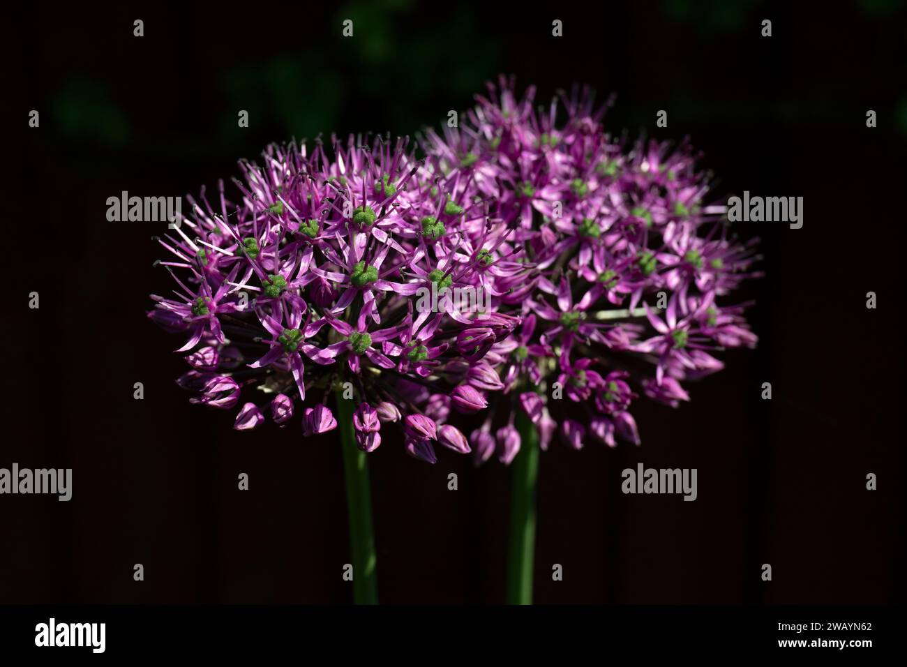 UK, England, London, Ealing, Allium Hollandicum „Purple Sensation“ in Bloom (Detail) Stockfoto