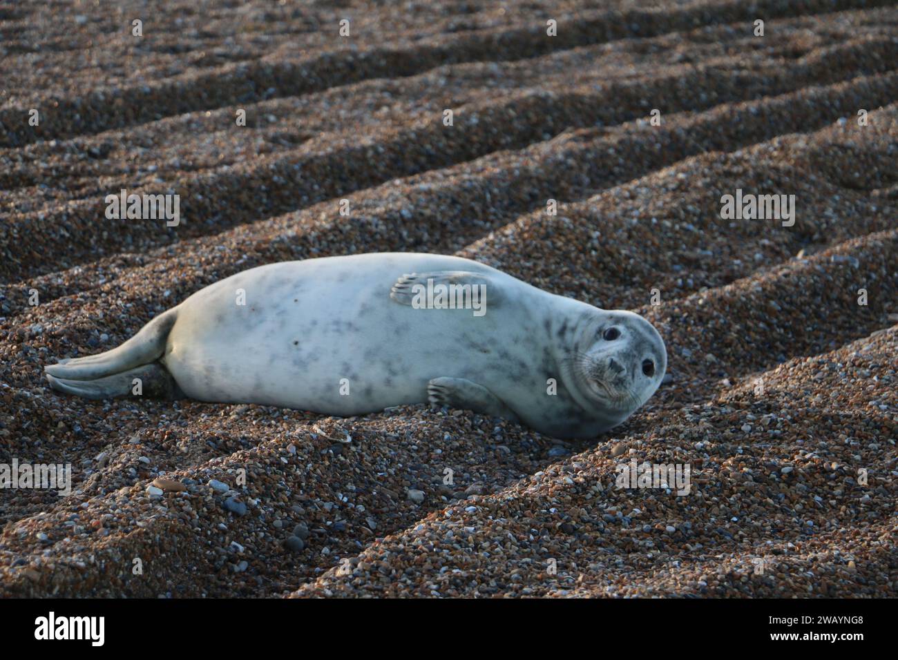 Gemeine graue Seehunde an einem britischen Küstenstrand Stockfoto