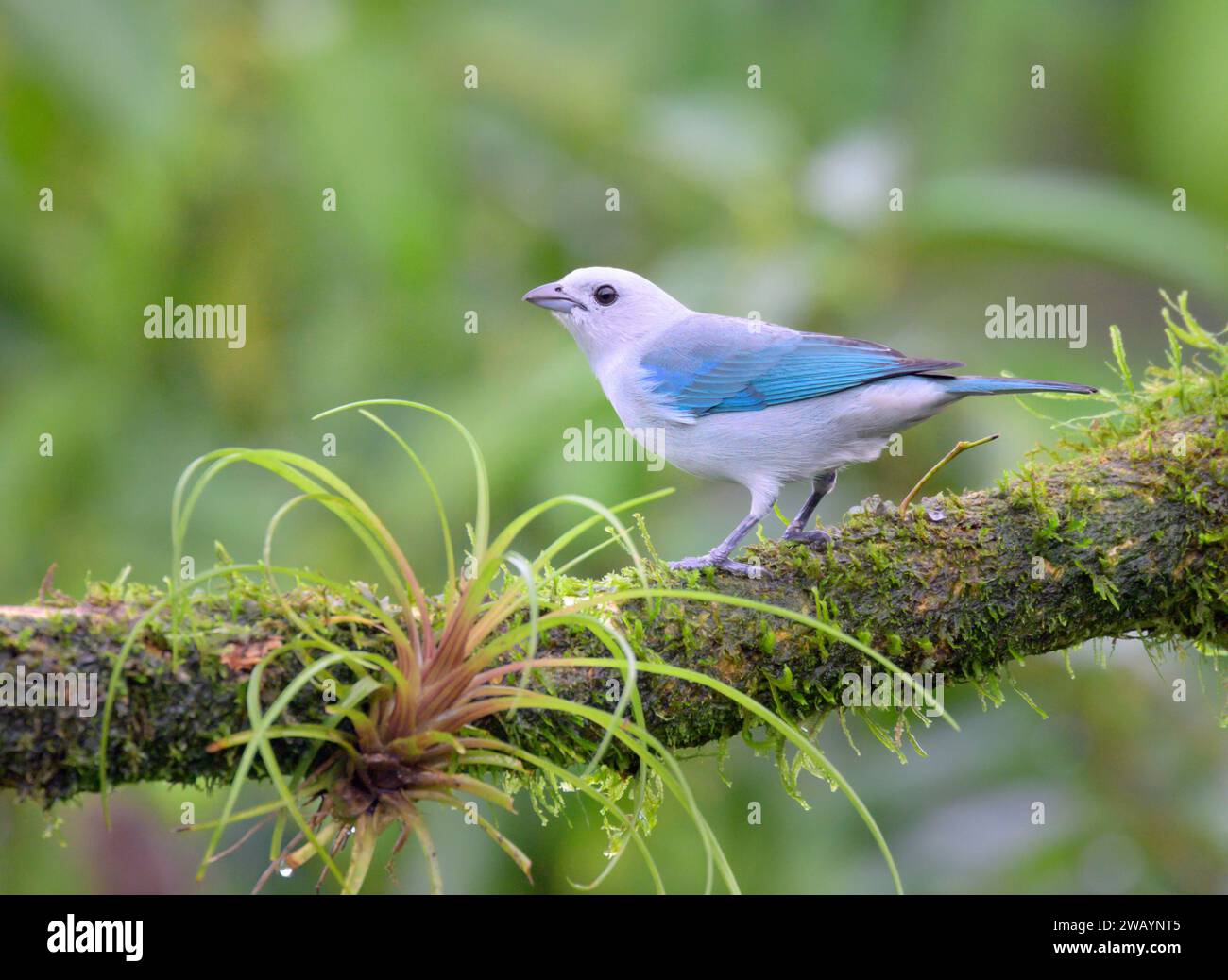 Blaugraue Tanager (Thraupis episcopus), Laguna del Lagarto Eco Lodge, Boca Tapada, Alajuela, Costa Rica. Stockfoto