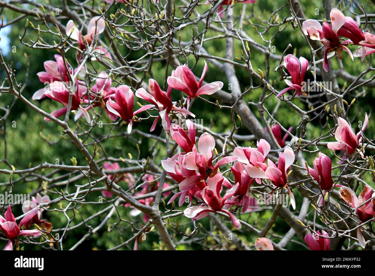 Wunderschöne lila Magnolienblüten blühen im Frühlingshain Stockfoto