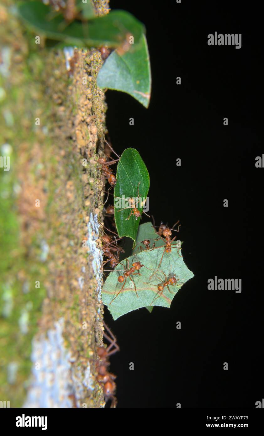 Leafcutter Ameisen (Atta cephalotes) große Arbeiter, die Blätter tragen, während kleine Arbeiter als Anhalter reisen, La Selva, Costa Rica Stockfoto