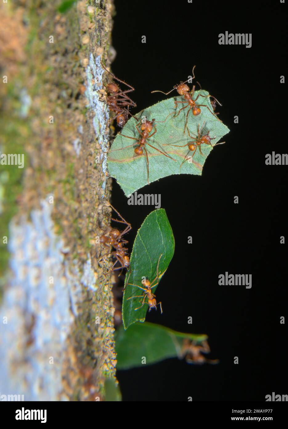 Leafcutter Ameisen (Atta cephalotes) große Arbeiter, die Blätter tragen, während kleine Arbeiter als Anhalter reisen, La Selva, Costa Rica Stockfoto