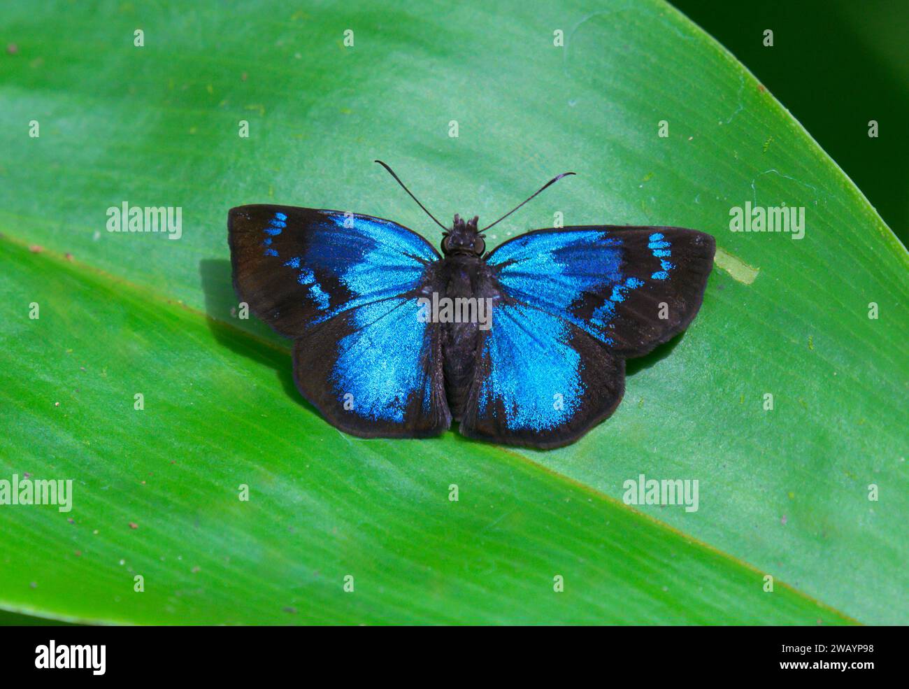 Blauer Skipper Schmetterling (Paches loxus), biologische Station La Selva, Provinz Heredia, Costa Rica. Stockfoto
