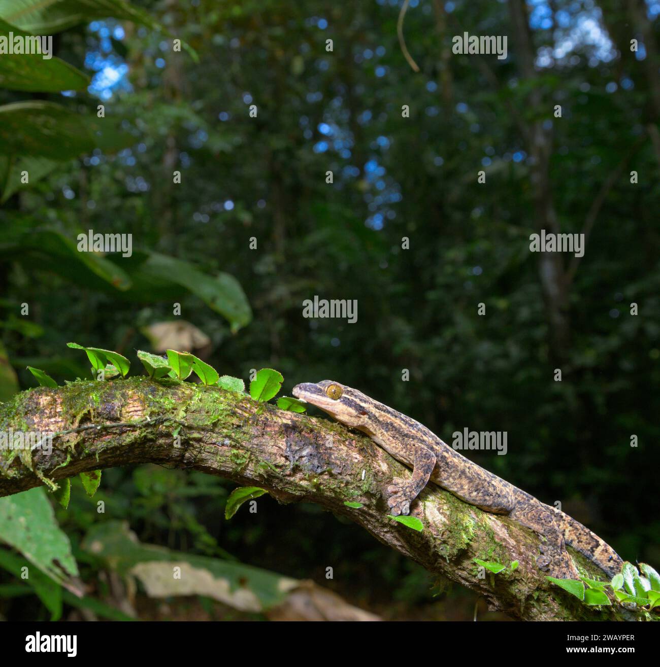 Rübenschwanz-Gecko (Thecadactylus rapicauda) im Regenwald, biologische Station La Selva, Provinz Heredia, Costa Rica. Stockfoto