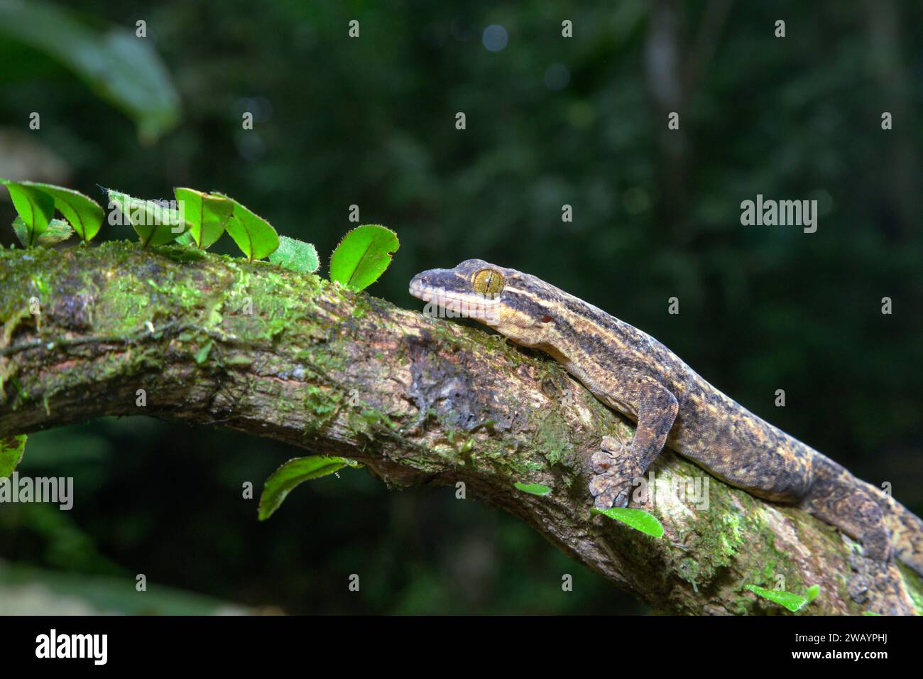 Rübenschwanz-Gecko (Thecadactylus rapicauda) im Regenwald, biologische Station La Selva, Provinz Heredia, Costa Rica. Stockfoto