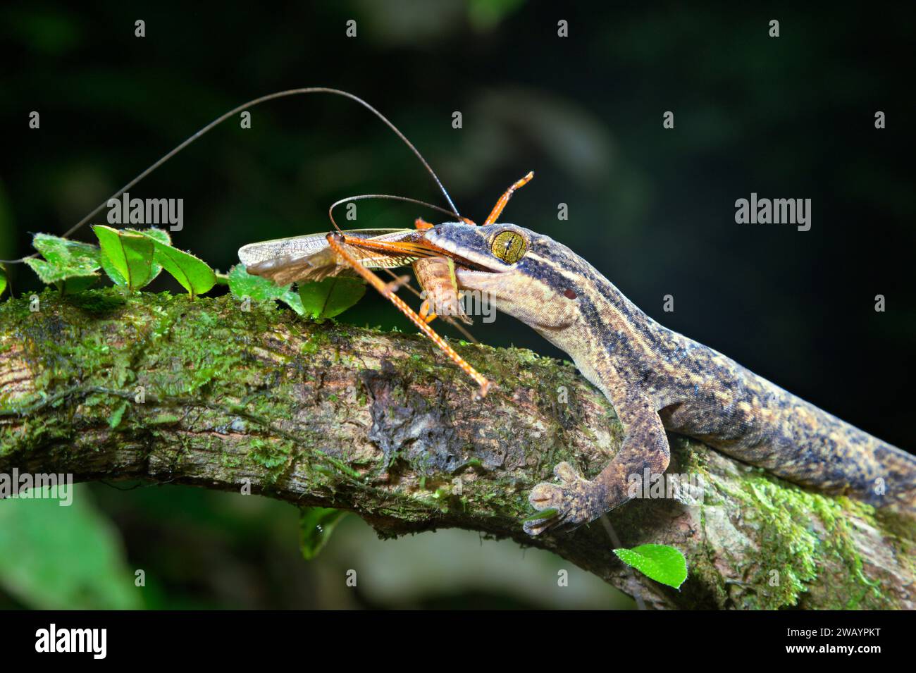 Rübenschwanz-Gecko (Thecadactylus rapicauda) essen eine Heuschrecke, La Selva biologische Station, Provinz Heredia, Costa Rica. Stockfoto