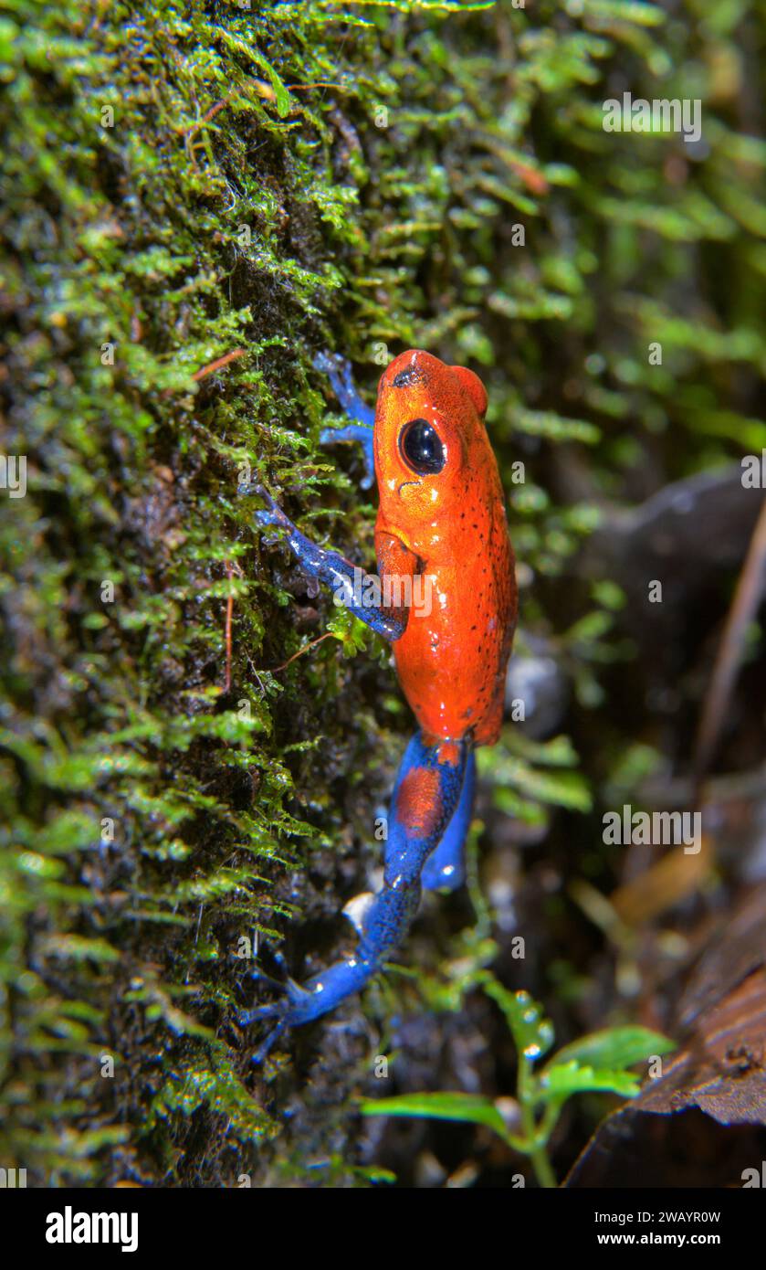 Blue Jeans oder Strawberry Poison Dart Frog (Oophaga pumilio) auf totem Baumstamm, La Selva biologische Station, Provinz Heredia, Costa Rica. Stockfoto