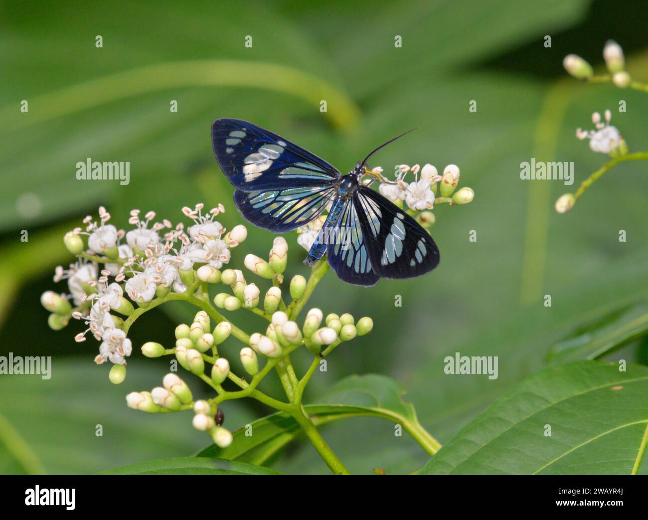 Tigerrohrmotte (Phanoptis cyanomelas), die sich von Blumen von Palicourea acuminate im Regenwalddach ernährt, Station La Selva, Heredia, Costa Rica Stockfoto