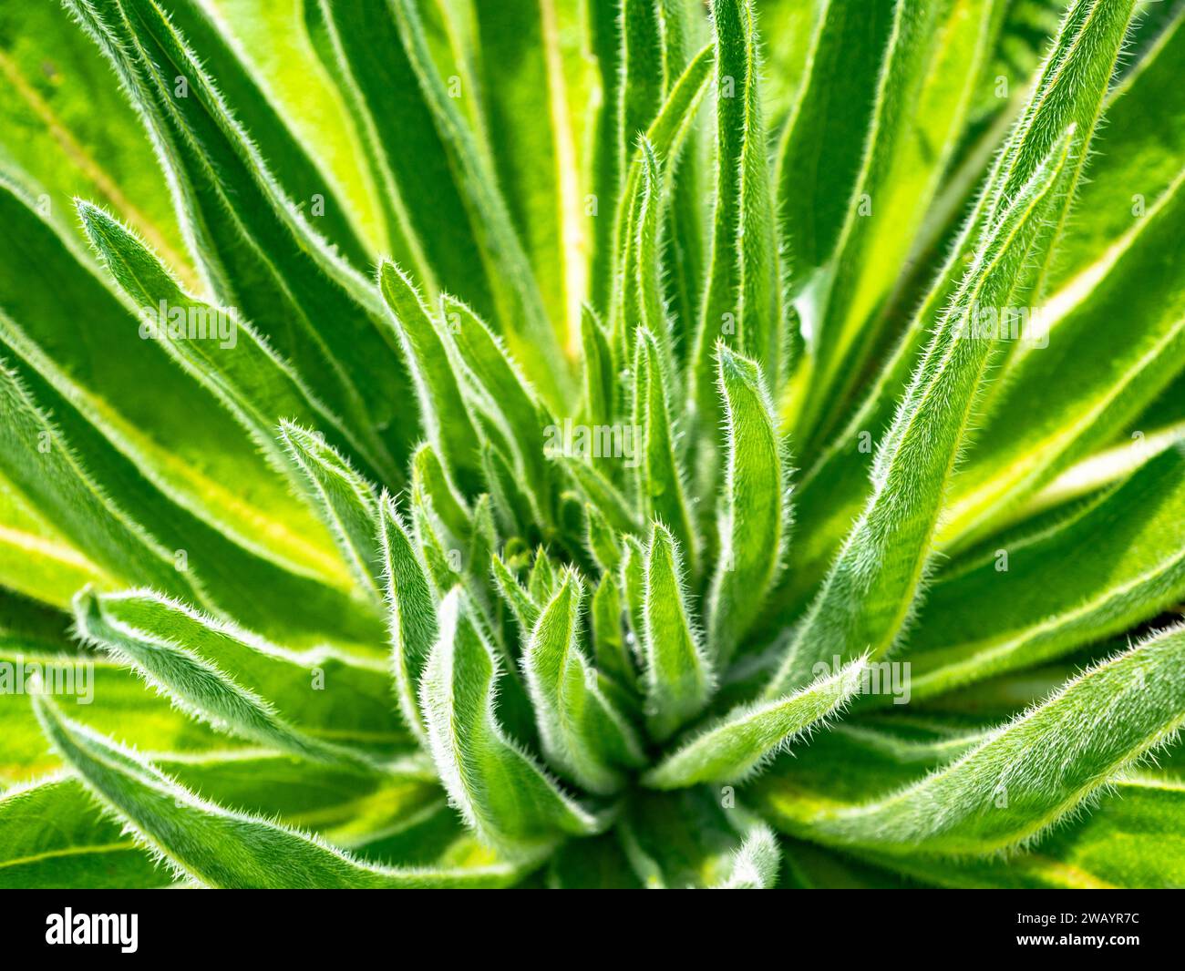 Abstrakter Hintergrund der grünen Pflanze Stockfoto