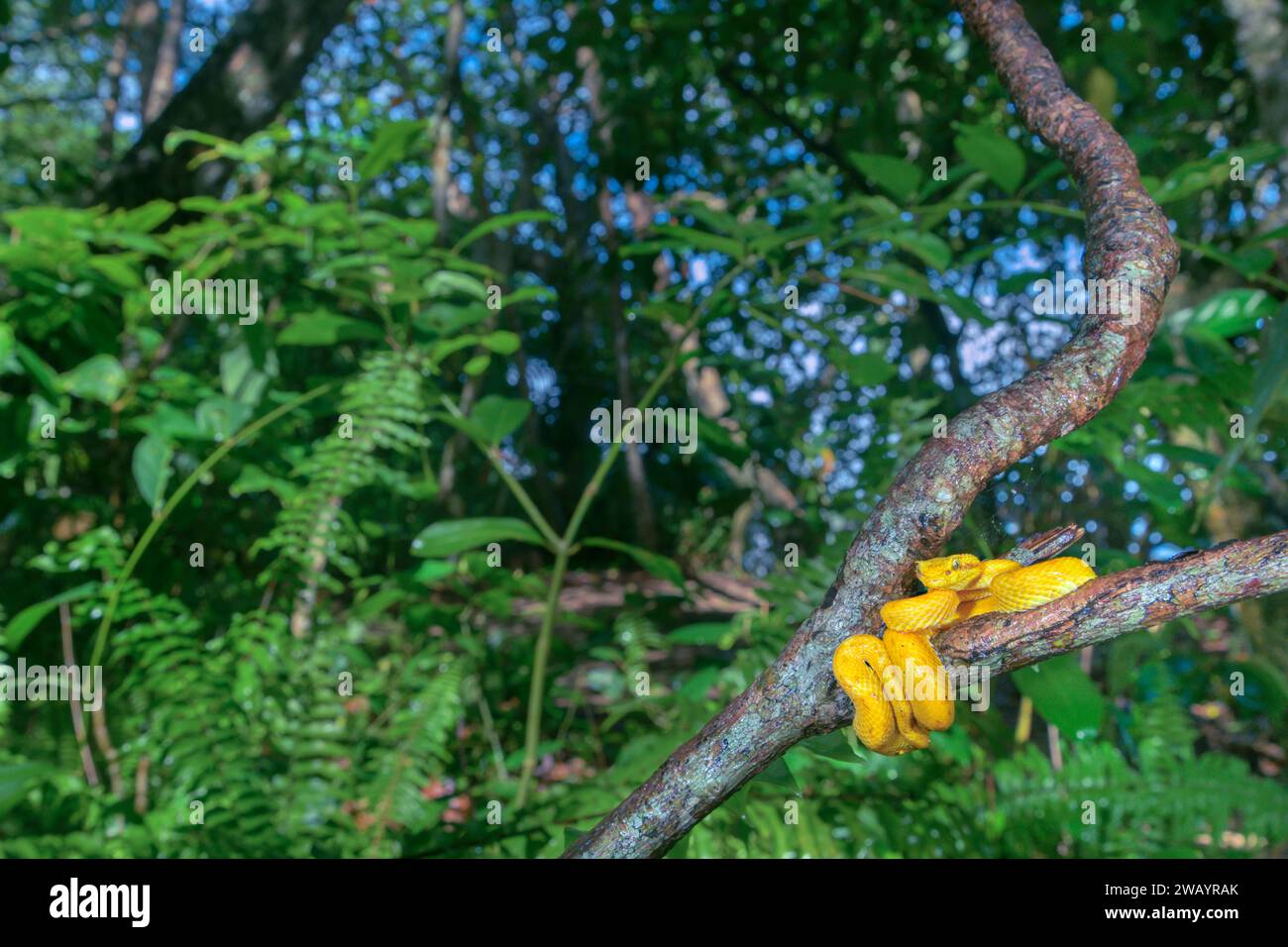 Bothriechis schlegelii (Bothriechis schlegelii), die sich um einen Baumzweig im Regenwald im Cahuita-Nationalpark, Provinz Limon, Costa Rica, gewickelt hat. Stockfoto