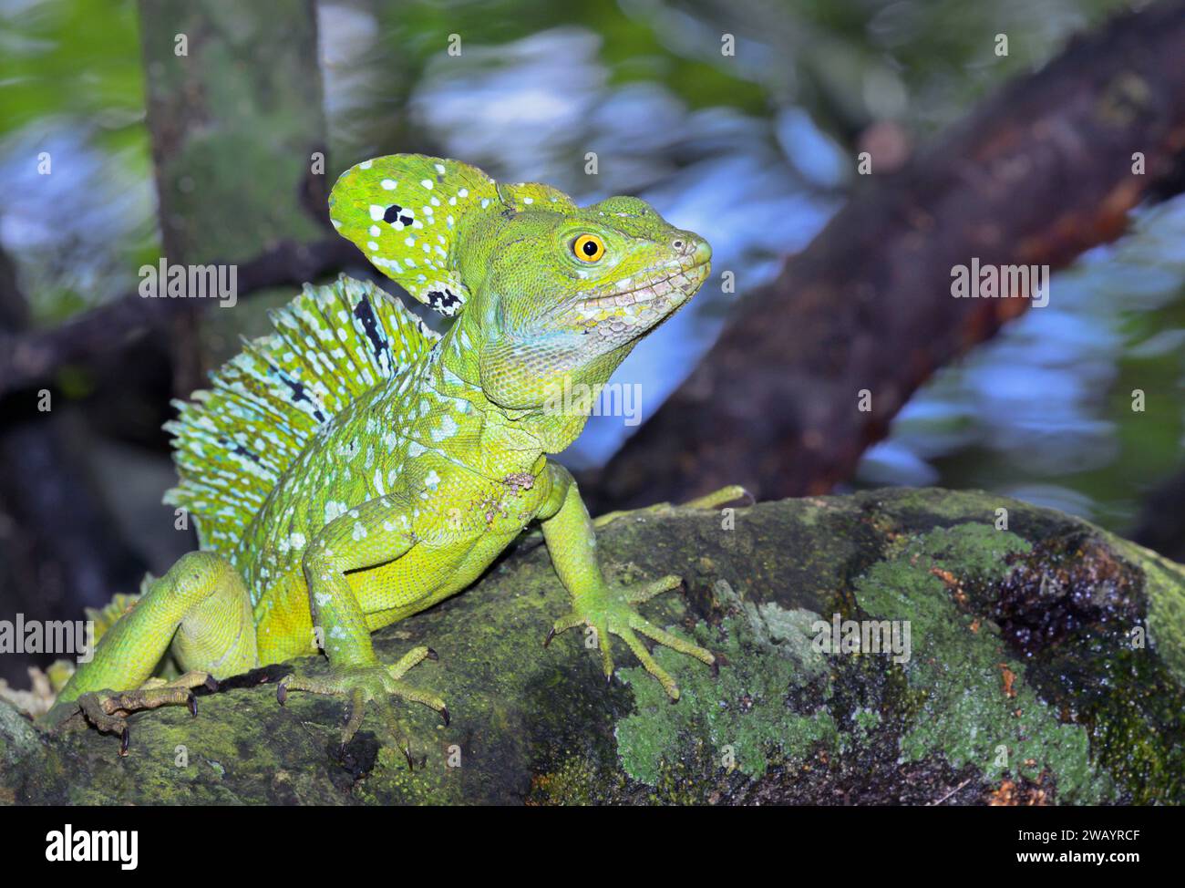 Basiliscus plumifrons (Basiliscus plumifrons), männlich im Wachsen über Wasser im Regenwald, Cahuita Nationalpark, Limon, Costa Rica Stockfoto