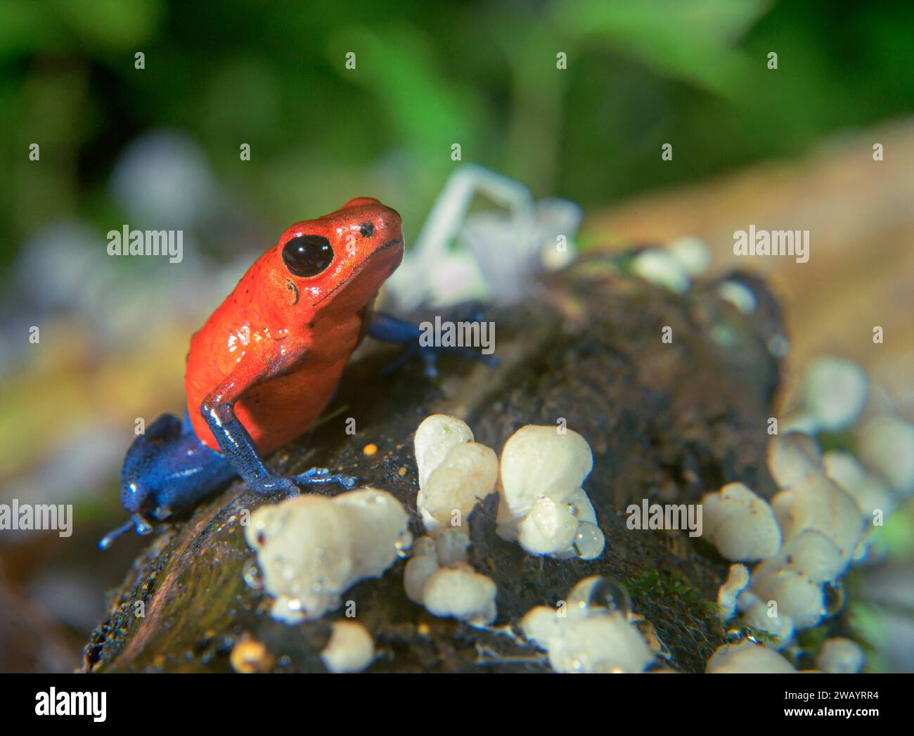 Blue Jeans oder Strawberry Poison Dart Frog (Oophaga pumilio) zwischen kleinen Pilzen auf einem toten Baum, La Selva biologische Station, Provinz Heredia, C. Stockfoto