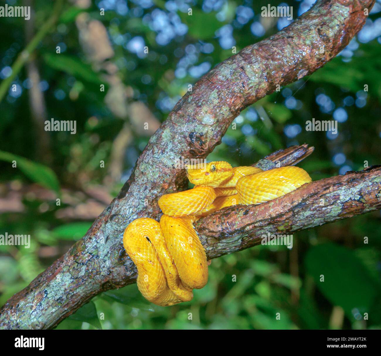 Bothriechis schlegelii (Bothriechis schlegelii), die sich um einen Baumzweig im Regenwald im Cahuita-Nationalpark, Provinz Limon, Costa Rica, gewickelt hat. Stockfoto