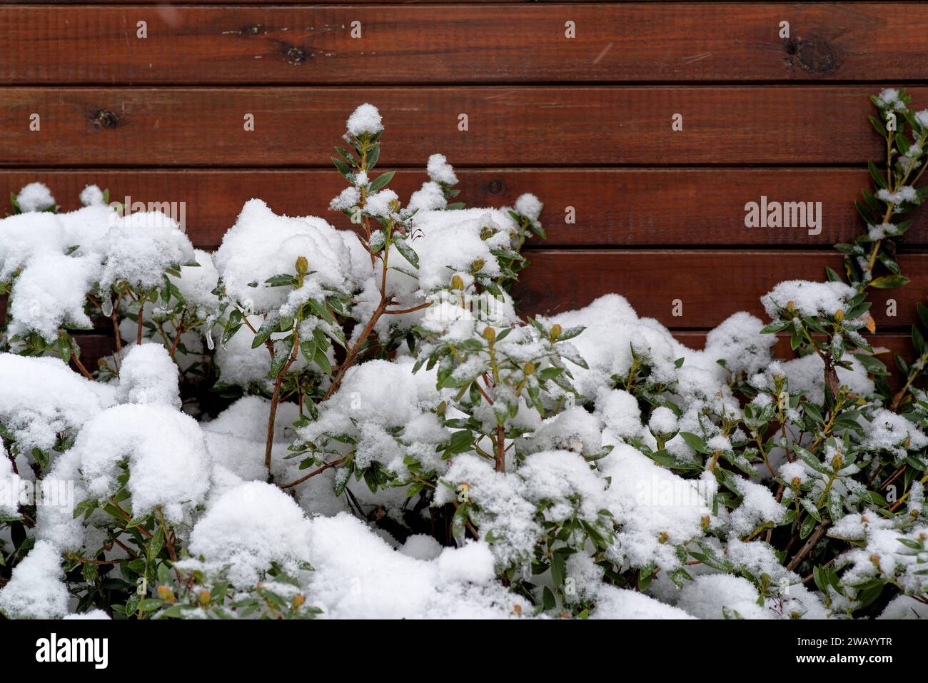 Pflanze mit grünen Blättern und Knospen bedeckt mit Schnee vor hölzernem Hintergrund Stockfoto