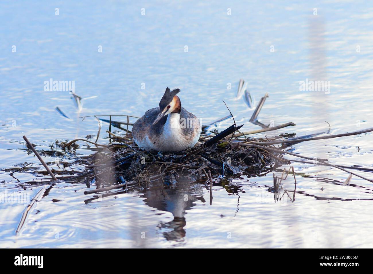 Riesenkammmuschel auf dem Nest (Podiceps cristatus) Stockfoto