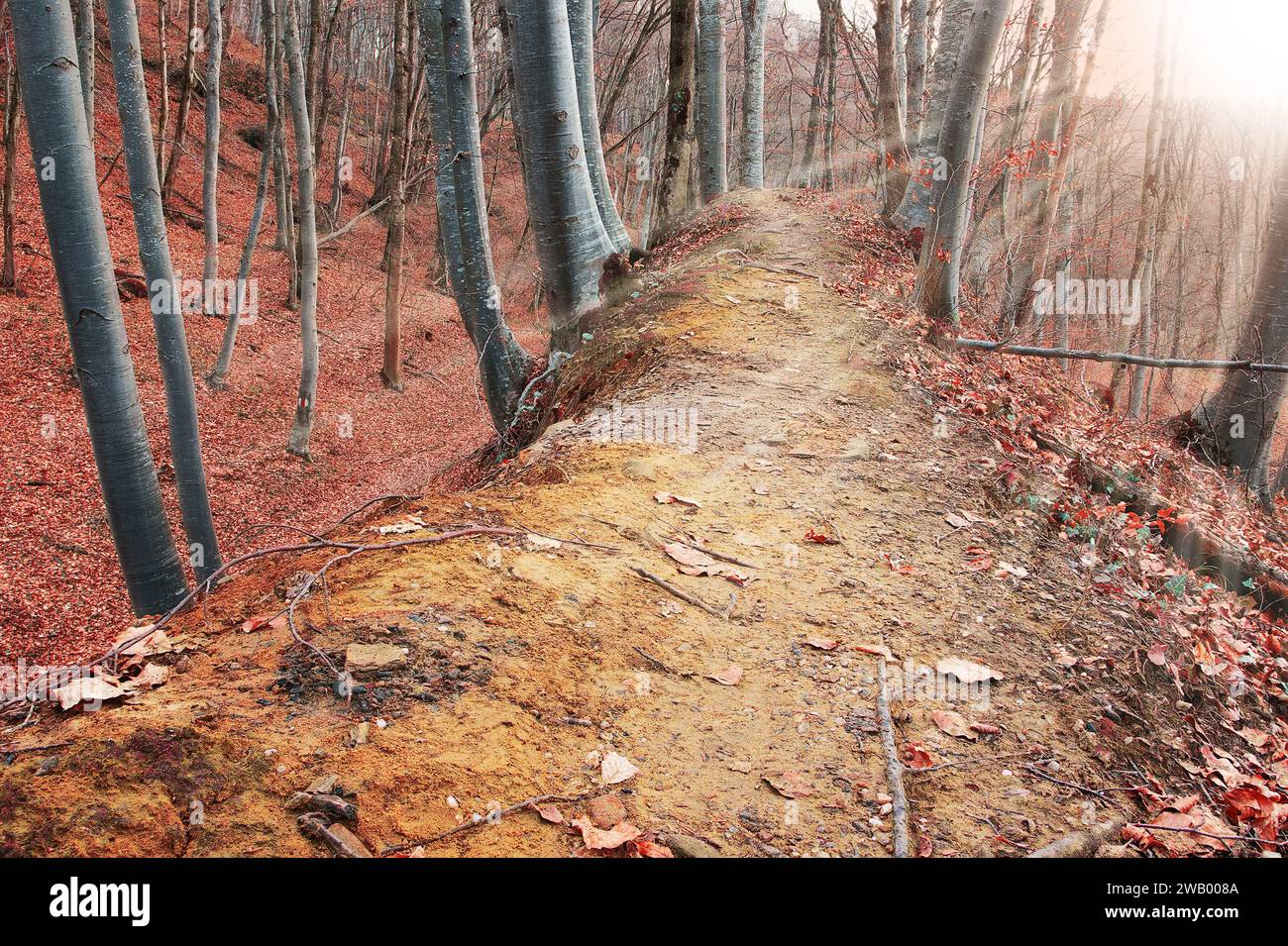 Orange Sonnenstrahlen im Herbstwald, Wanderweg Stockfoto