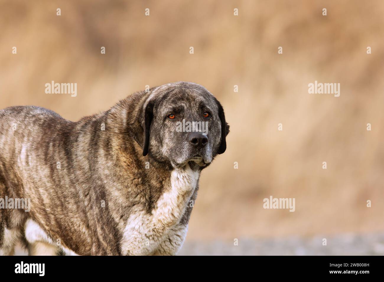 Porträt eines asiatischen Hirtenhundes, des Kangal, eines großen und mächtigen Wachhundes Stockfoto