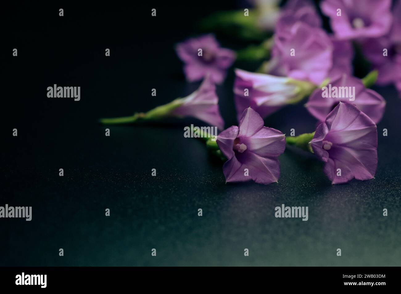 Auf einem Holztisch liegen leuchtende violette Blüten, die eine wunderschöne und skurrile Szene schaffen Stockfoto
