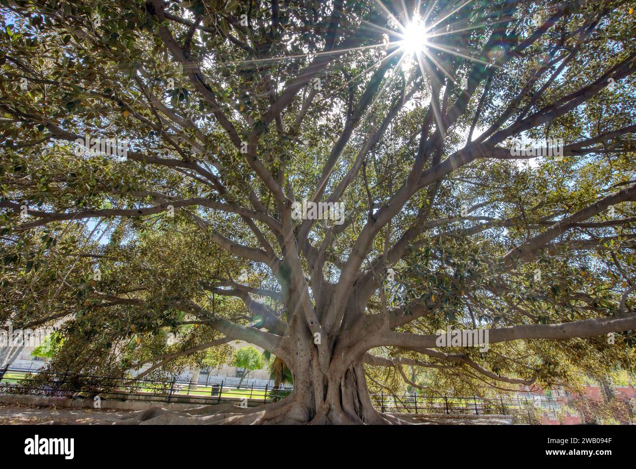 Sunburst durch das Baldachin eines Banyan-Baumes in Sevilla, Spanien Stockfoto