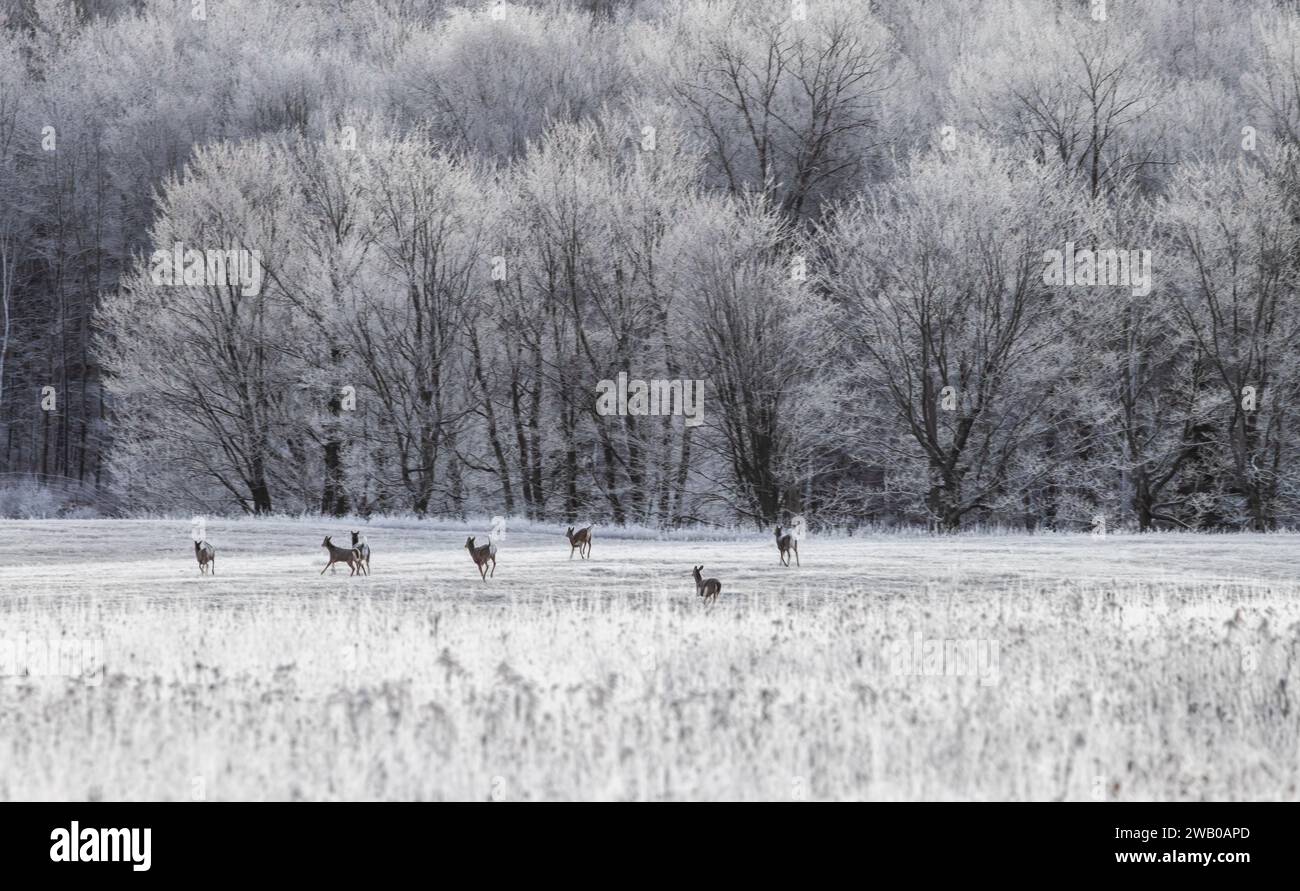 Weißwedeln auf einer frostigen Wiese im Norden von Wisconsin. Stockfoto