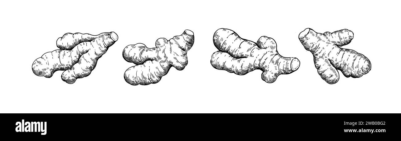 Set aus Ingwerwurzeln im Gravurstil. Abbildung mit schwarzer und weißer Tinte. Stock Vektor